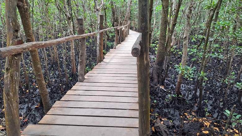 Šuma mangrova, Zanzibar